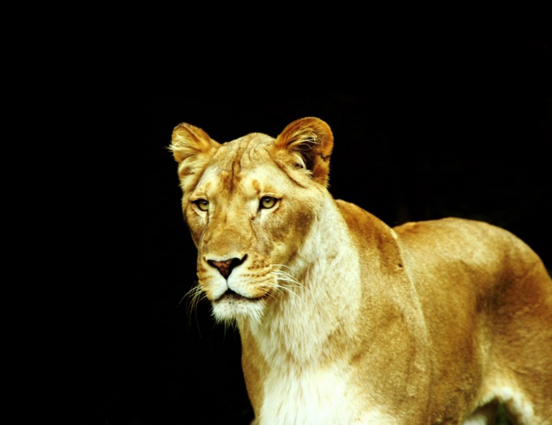 母狮子图片
