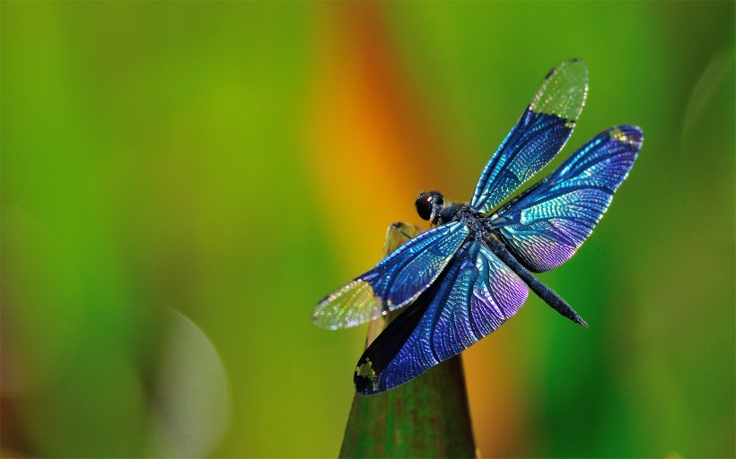 唯美的蜻蜓图片