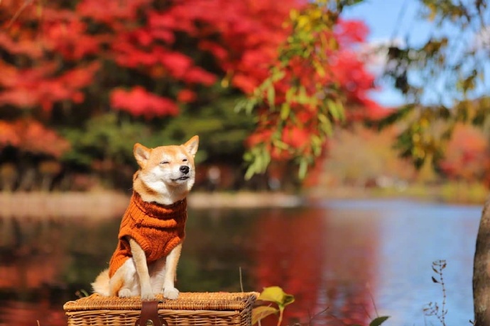 分享一只去秋游的柴，这像不像是一只生活在童话世界里的小狗砸