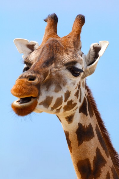 长颈鹿的头部图片