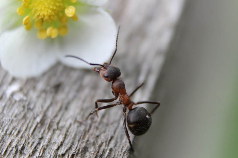 勤劳的小蚂蚁图片