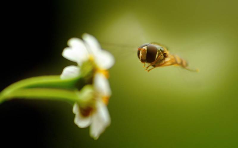 辛勤采蜜的小蜜蜂高清晰图片