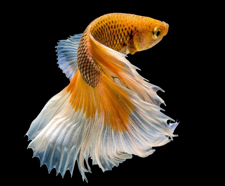 彩色金鱼图片
