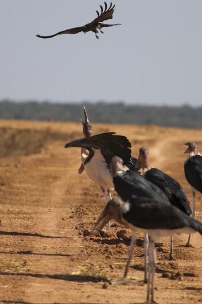 非洲秃鹳鸟类图片