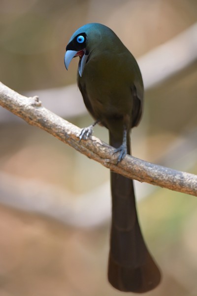 盘尾树鹊鸟类图片