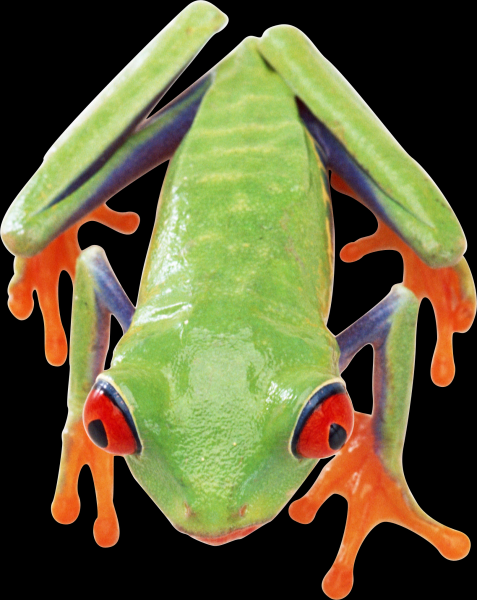 青蛙透明背景PNG图片