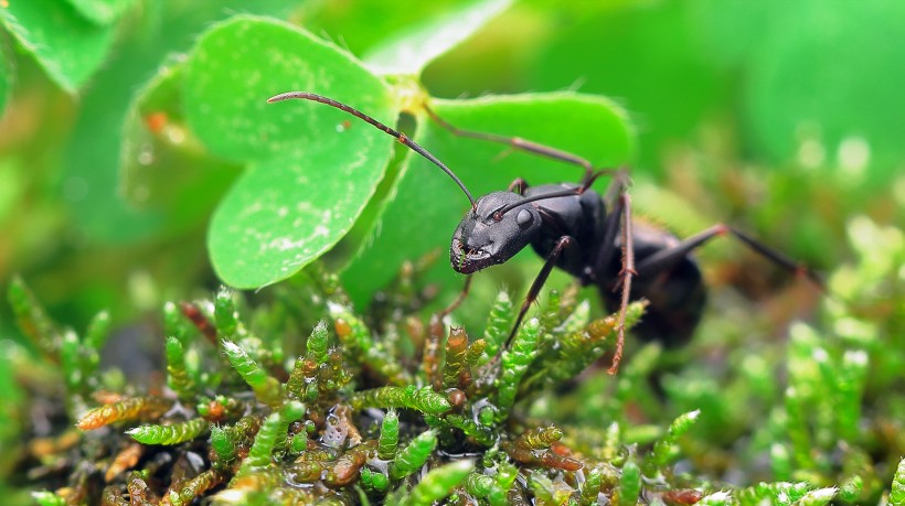 觅食的蚂蚁图片