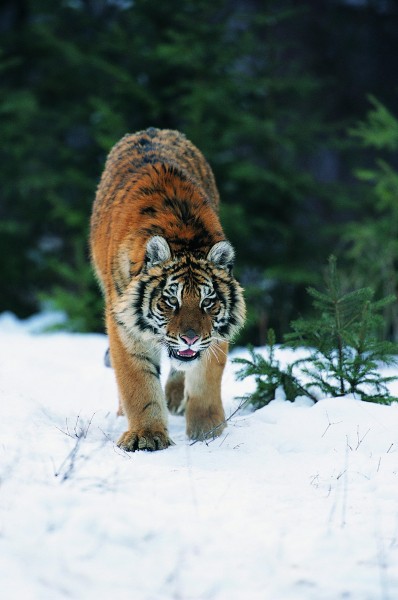 雪地里的老虎图片
