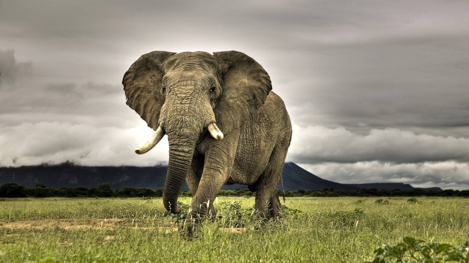 憨态可掬的大象高清图片