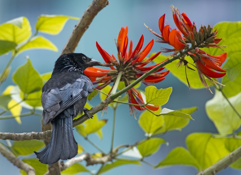 黑卷尾鸟类图片