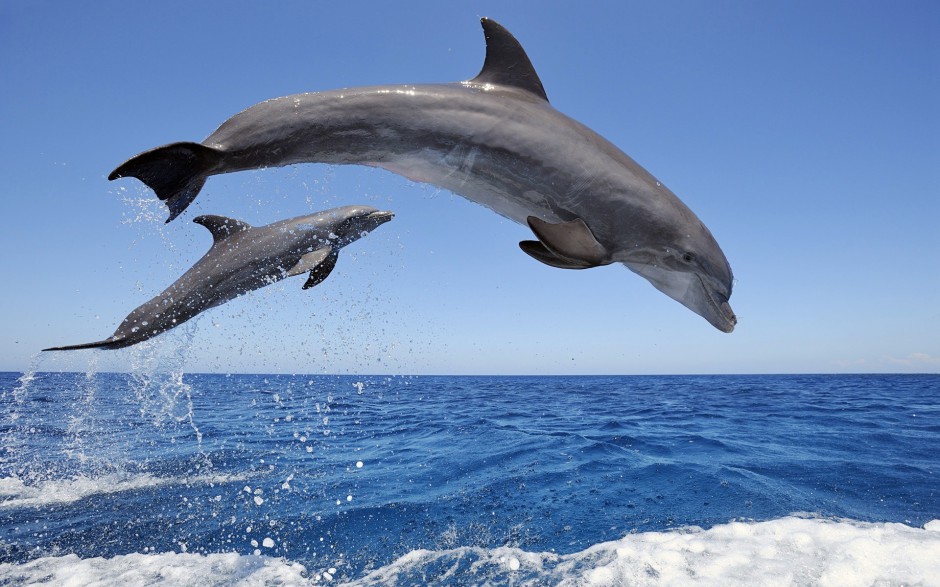 可爱海豚图片高清动物壁纸特辑