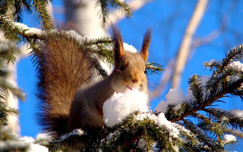 冬季里可爱的小松鼠高清图片