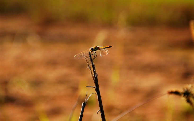 唯美的蜻蜓图片