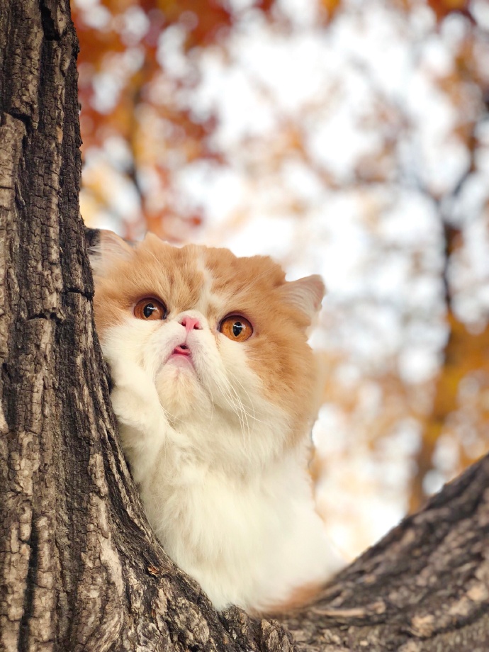 正待在树上赏秋景的小猫咪图片