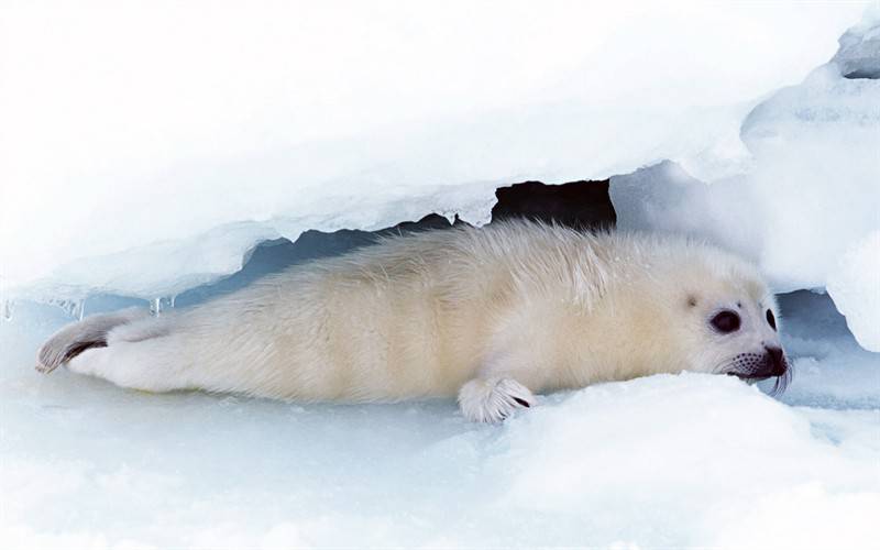 极地野生海狮海豹动物图片