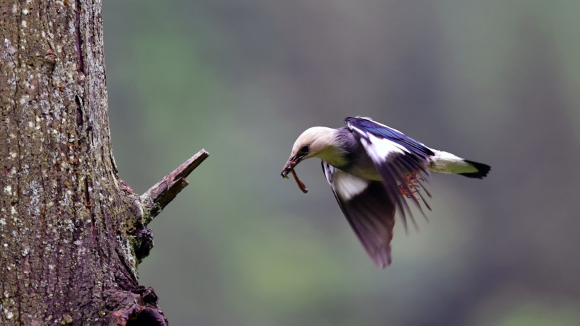 丝光椋鸟图片