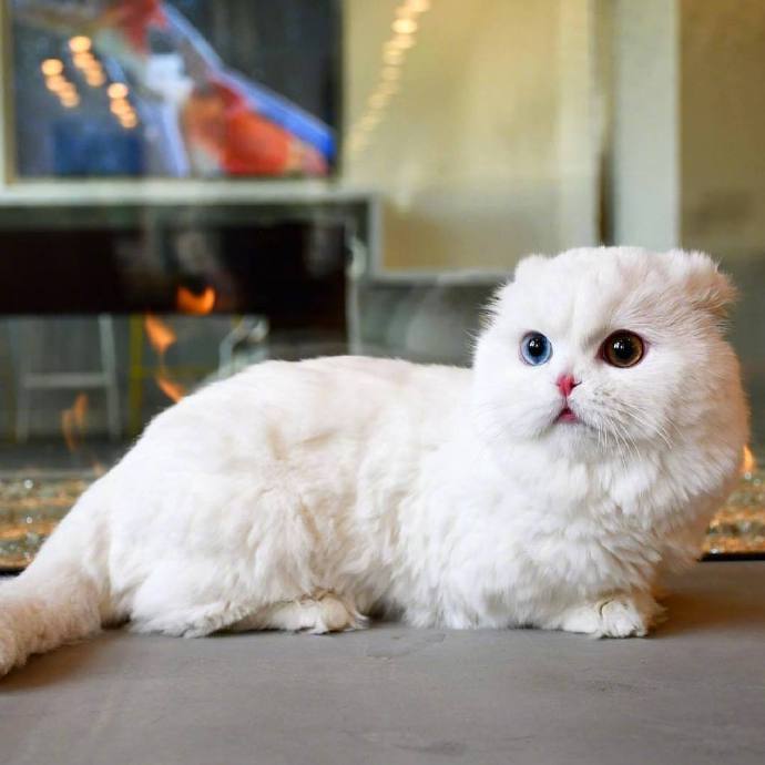 纯白色雪球大眼睛小猫图片欣赏