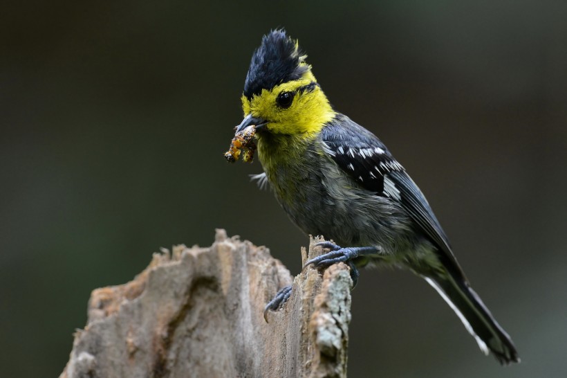 黄颊山雀鸟类图片