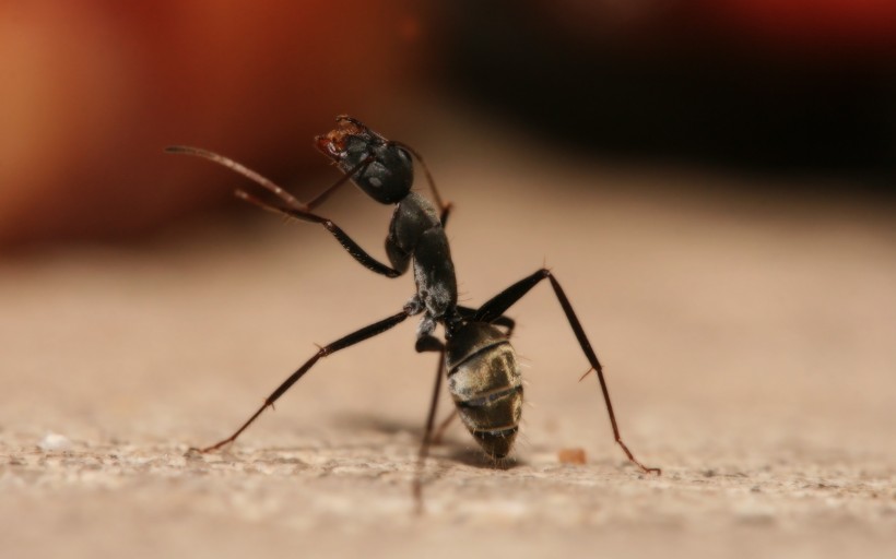 小巧的蚂蚁图片