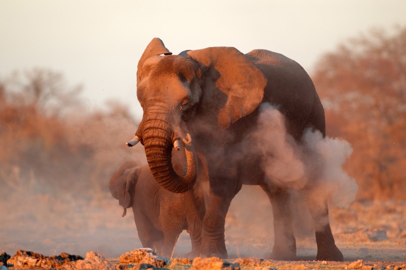 威武的大象动物图片