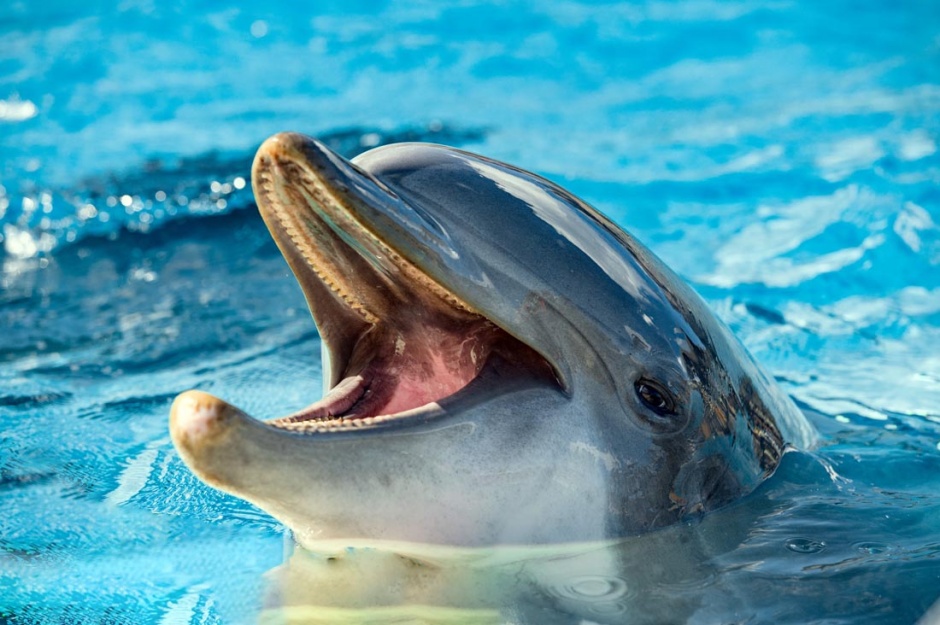 可爱的海豚高清特写图片