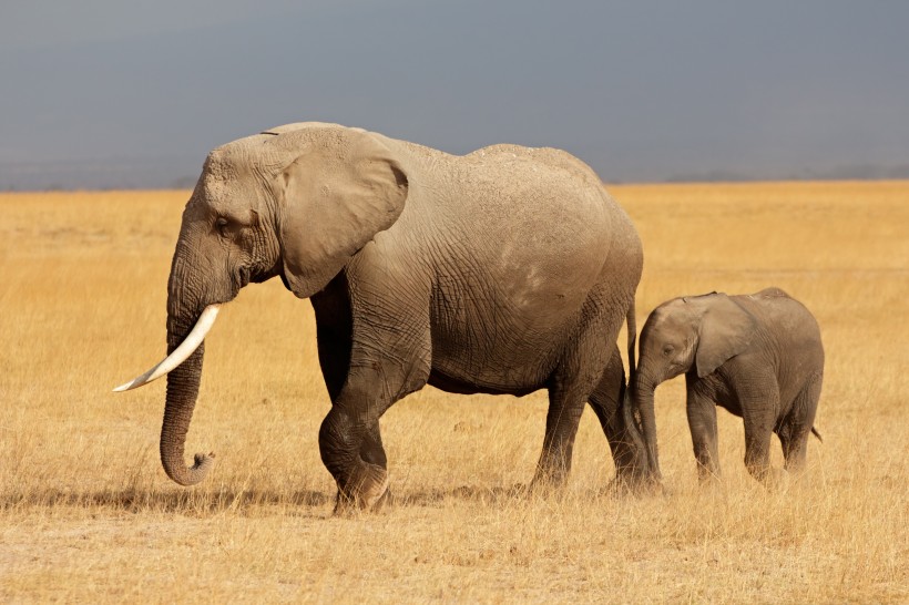 威武的大象动物图片