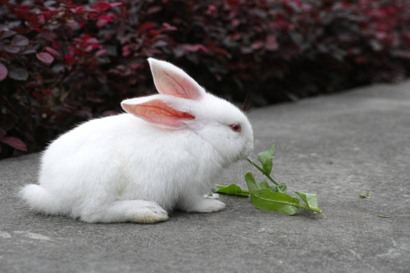 空地上吃草的萌哒哒小兔图片