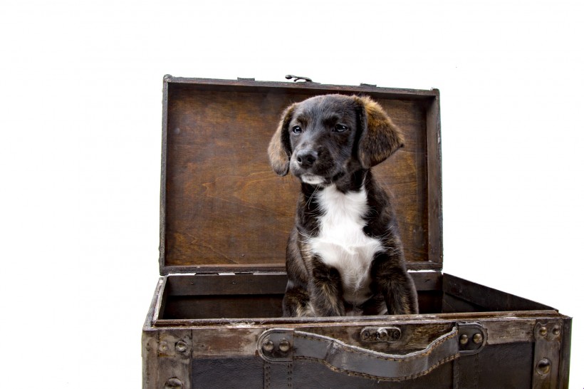 看着旅行箱的狗狗图片