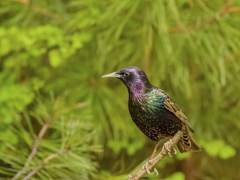 紫翅椋鸟图片