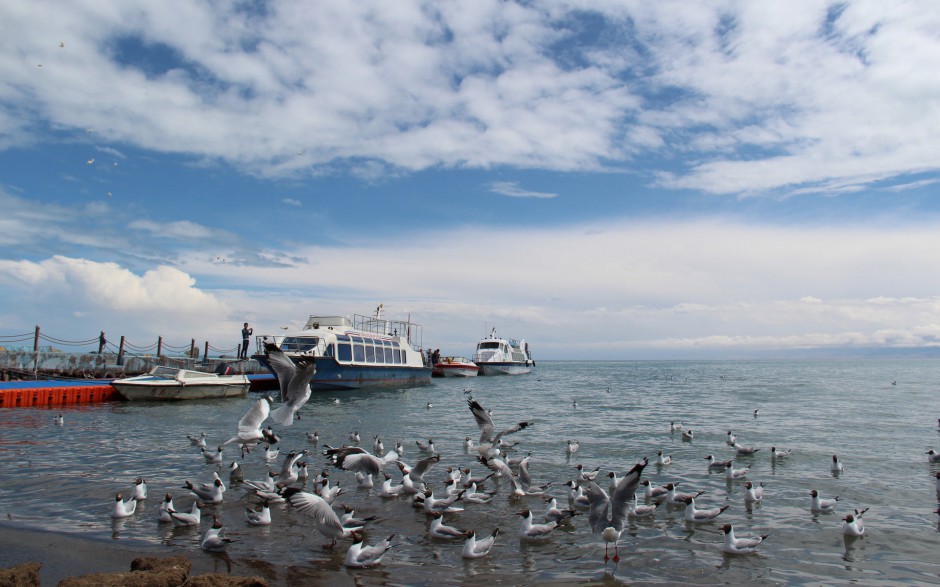 一群南飞迁徙的海鸥图片摄影