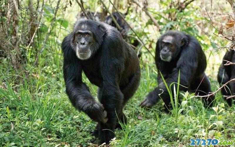 外拍森林 黑猩猩
