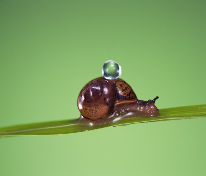 可爱小蜗牛图片