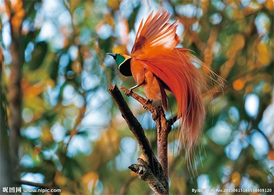 色彩鲜艳的新几内亚极乐鸟图片