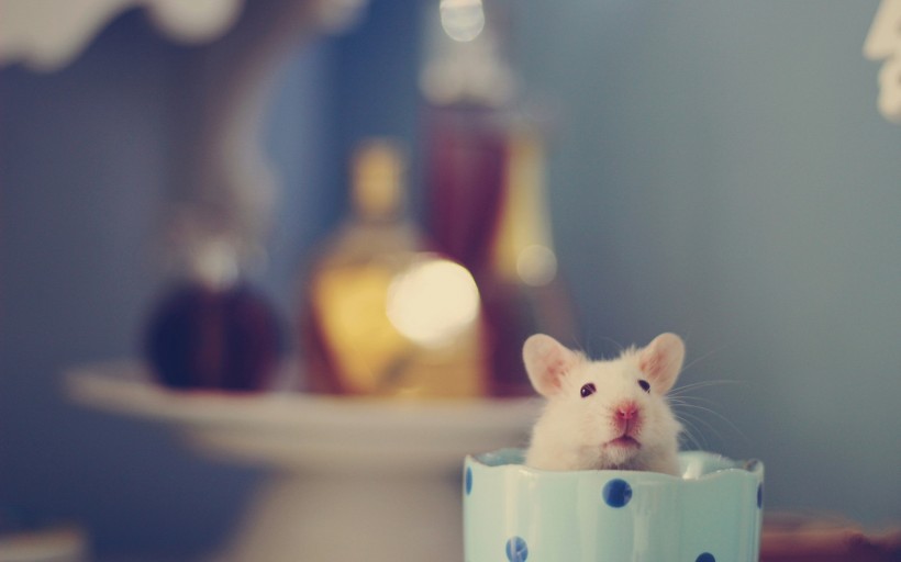 可爱小白鼠图片