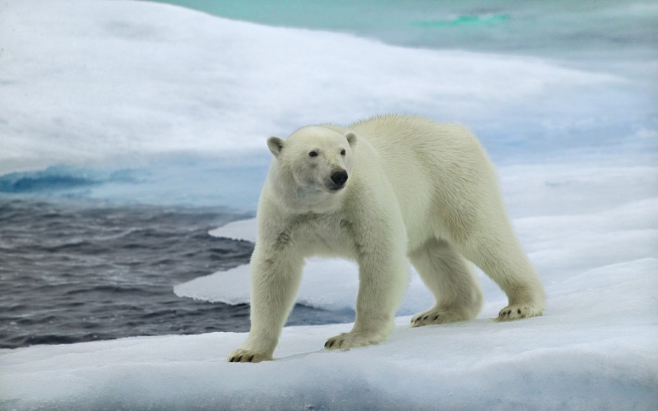高大壮实的可爱北极熊图片
