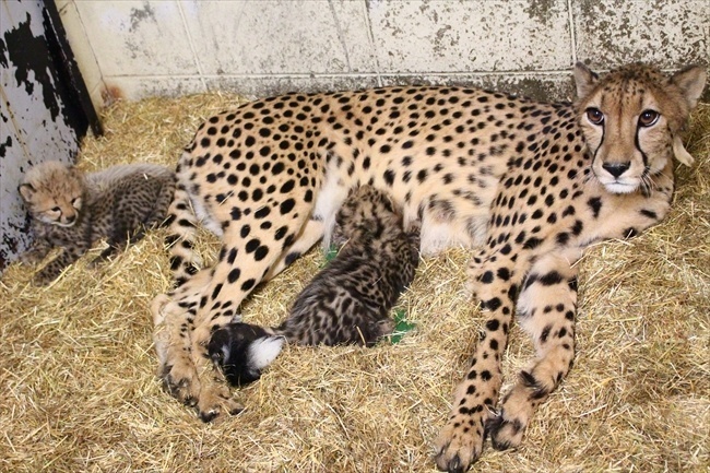 刚刚出生的2只豹宝宝，呆头呆脑的萌死了