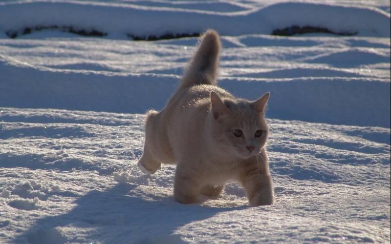 雪地里可爱的猫咪高清桌面壁纸