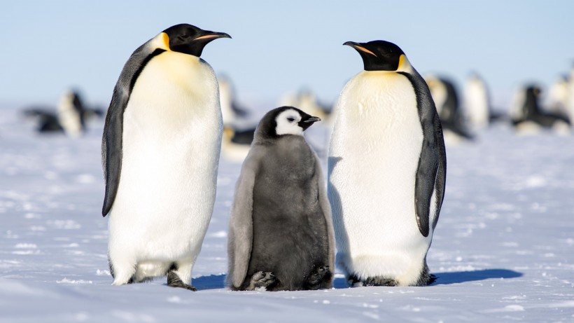 北极萌态十足的企鹅图片