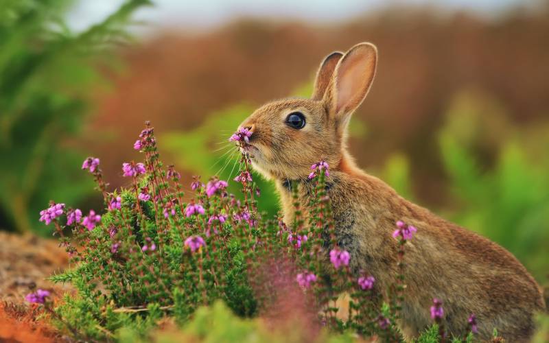乖巧可爱的小兔子高清摄影图片