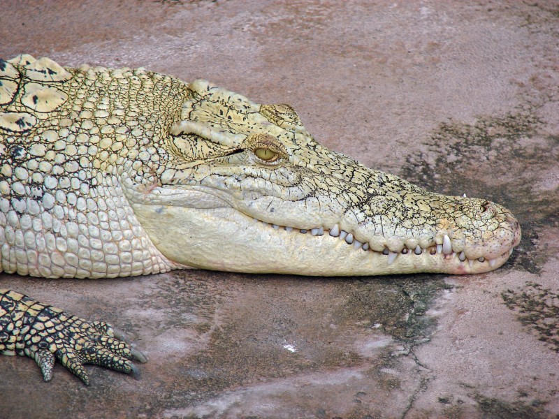 鱷魚的頭部圖片