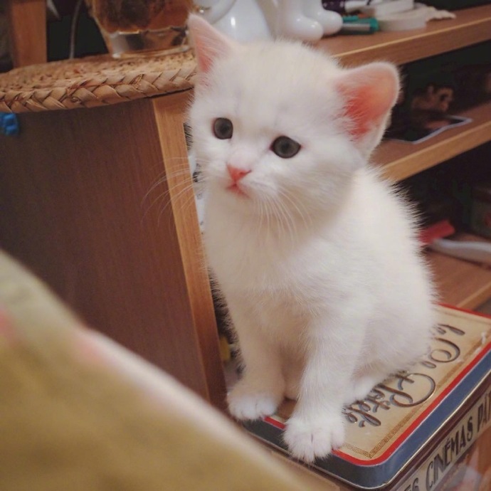 一只白色绒毛呆萌小猫咪图片