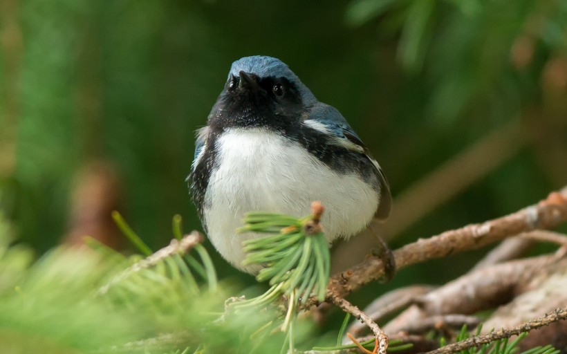 黑喉蓝林莺鸟类图片