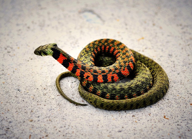 一条五彩斑斓的蛇图片
