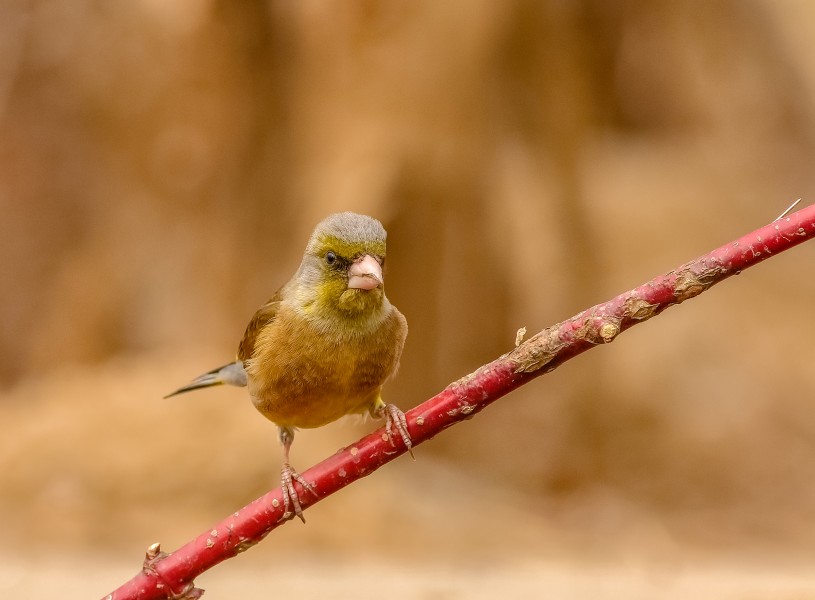 金翅雀鸟类图片
