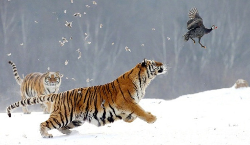 威武的老虎捕捉猎物的图片