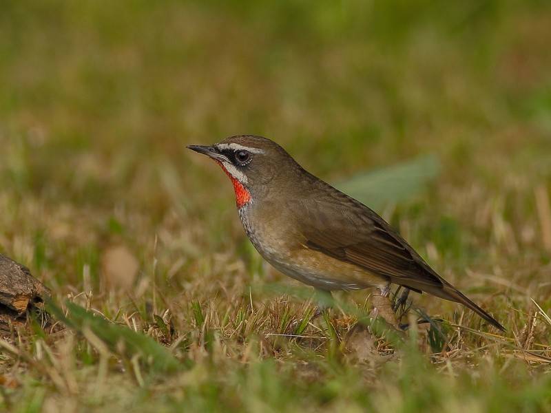 观赏鸟类红点颏高清图片