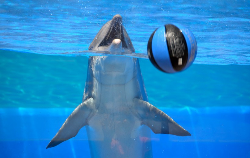 戏水的海豚图片
