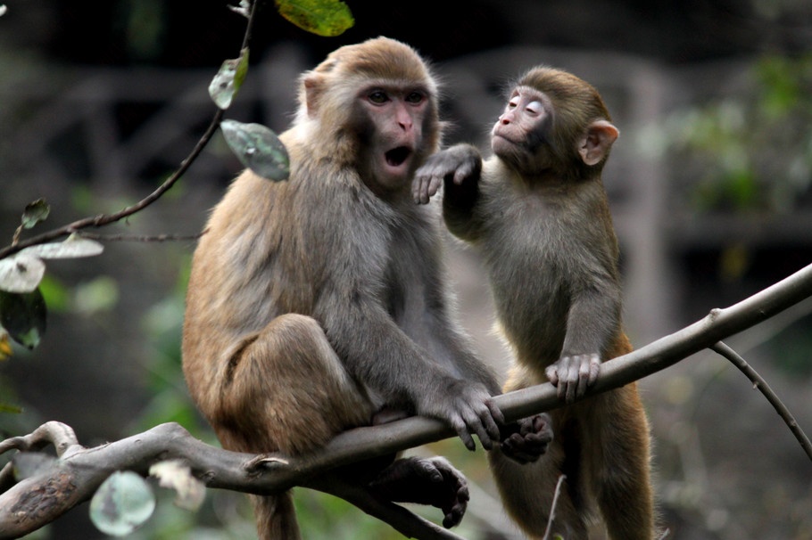 丛林猴子玩耍摄影图片