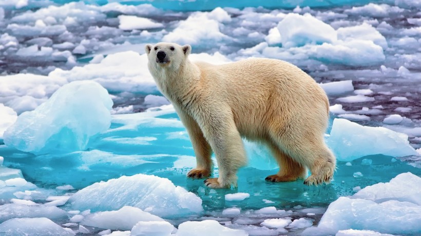憨态可掬的北极熊图片