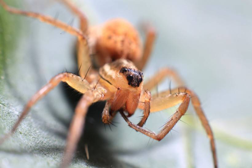毒蜘蛛微距摄影图片